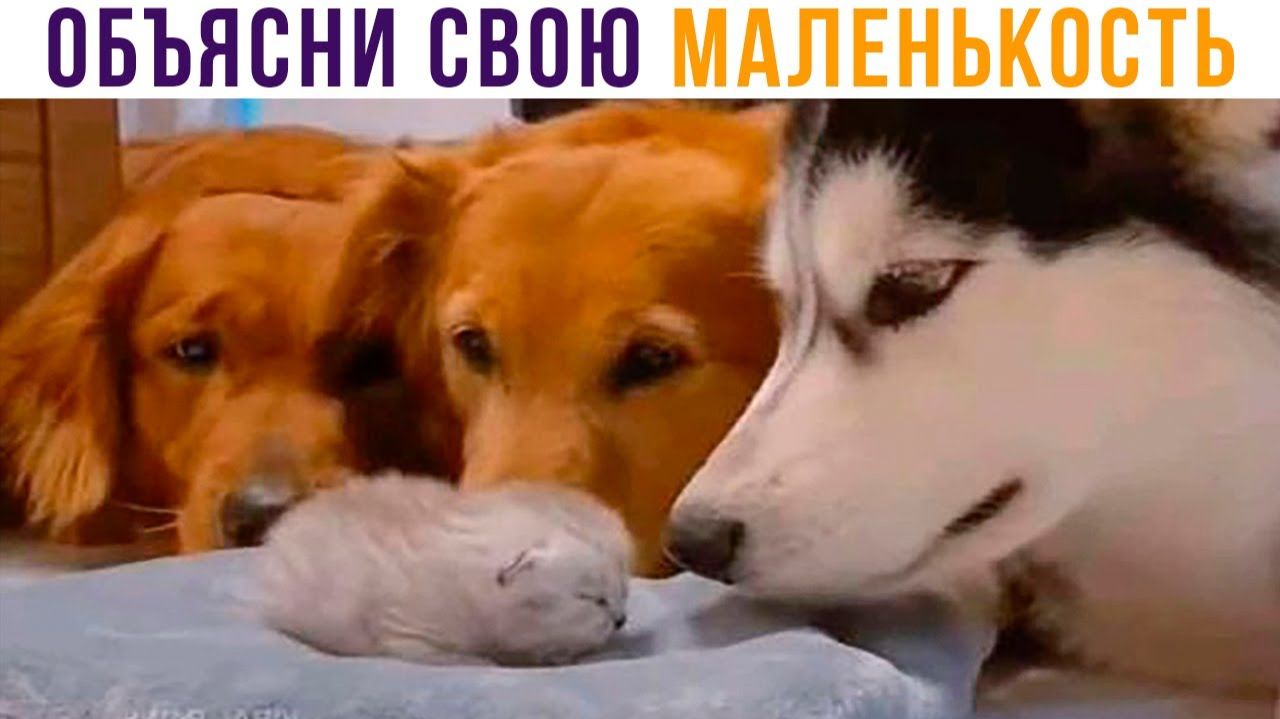 МАЛЕНЬКОСТЬ Приколы