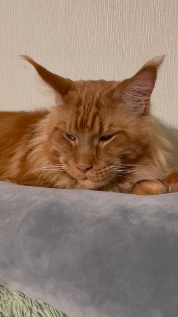 А ты разговариваешь с котом? 😺😄