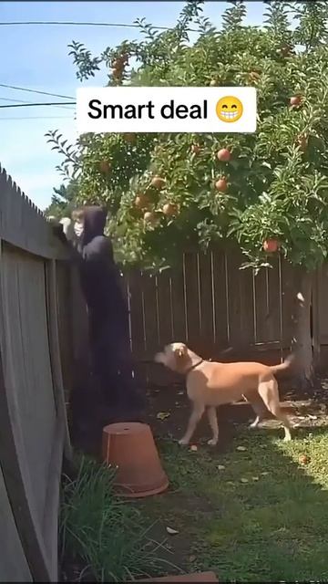 Везде коррупция