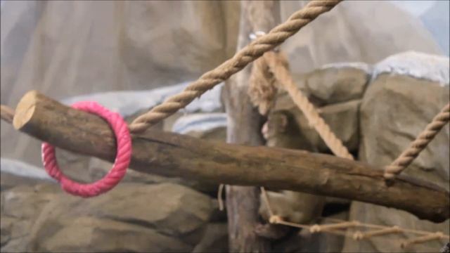 Японские макаки после завтрака собирают орешки и занимаются каждый свои делом.mp4