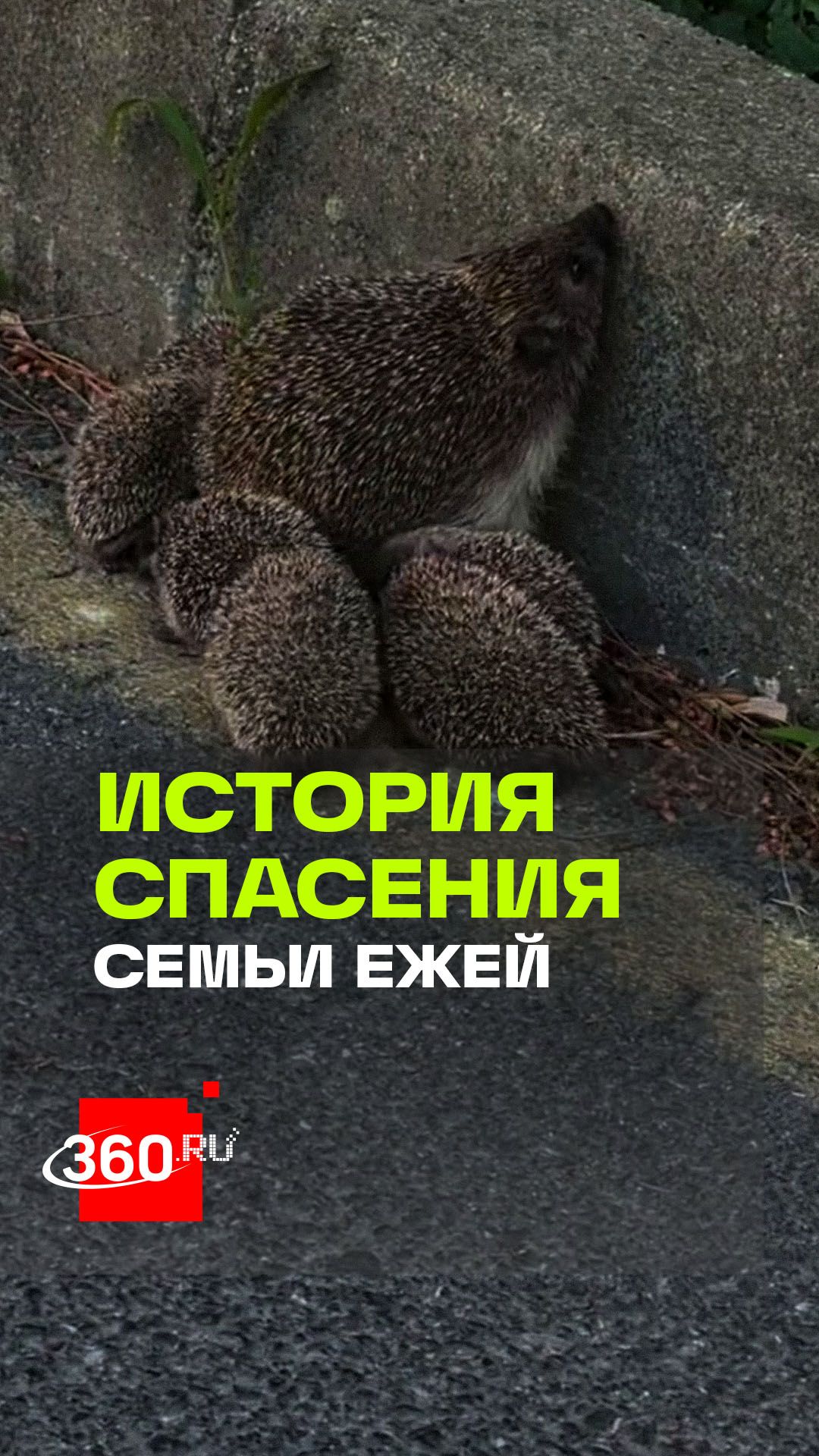 Трогательная история спасения семьи ежей захватывает соцсети