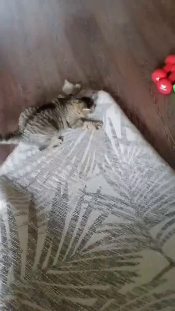 Забег на коврике