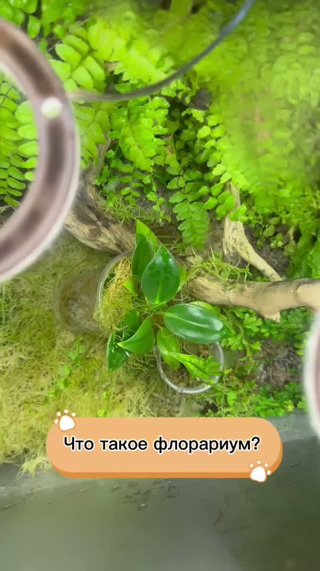Аквариум с растениями