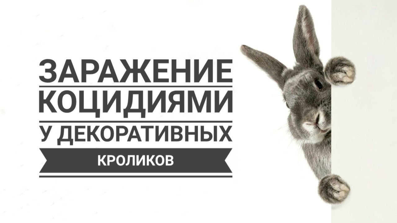 Кокцидии у декоративных кроликов