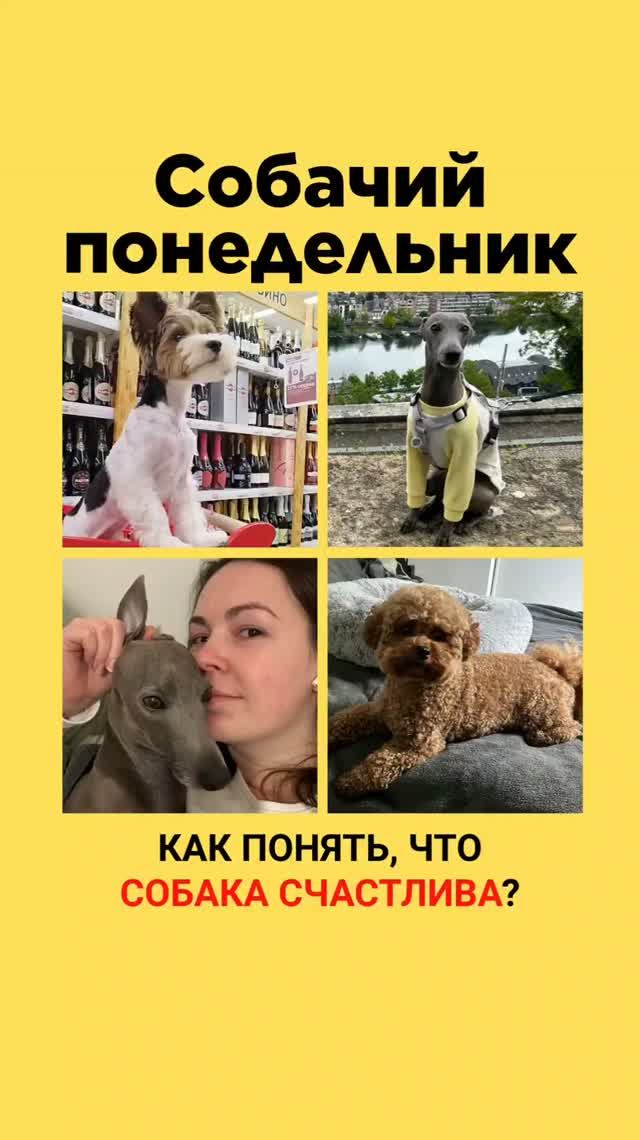КАК УЗНАТЬ ЧТО СОБАКА СЧАСТЛИВА