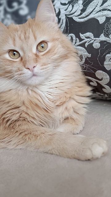 Соня милашина 🤗😺💚💜❤️