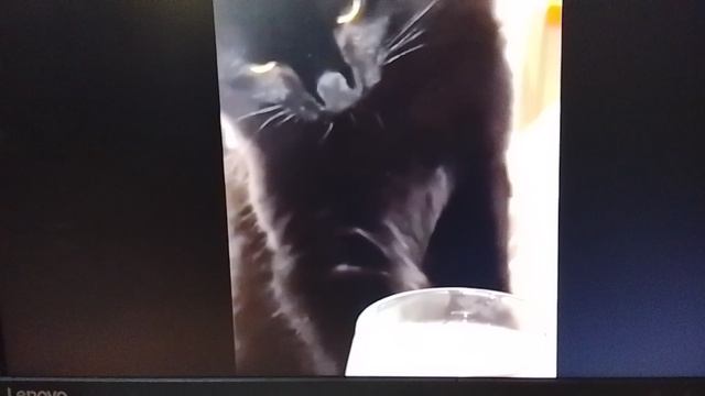кошки приколы