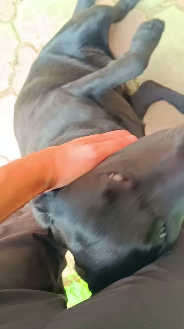 🐱🐶Не много Животного Юмора