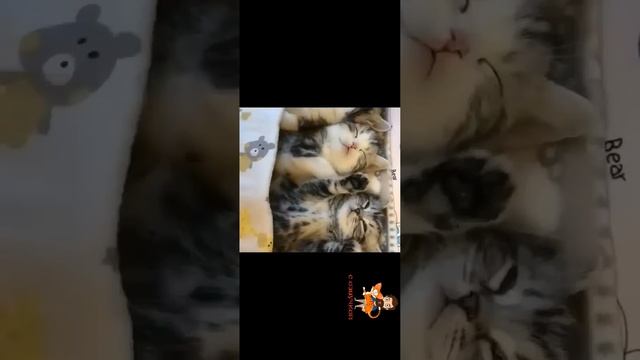 попробуй не засмеяться челлендж
