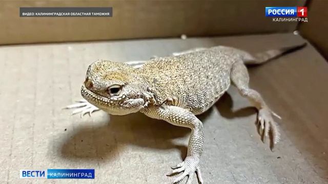 Телеканал «Россия 1», программа «Вести.Калининград», 25.08.2026