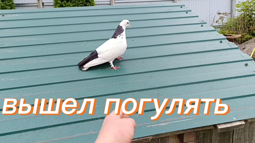Сам вышел на прогулку...,подкормила гортензии,распаковка кукурузы