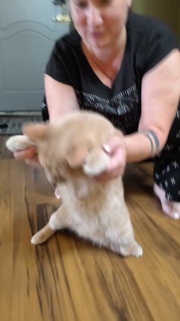 котик всегда знает когда нужно танцевать