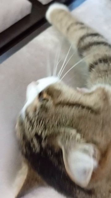 Булочка:3