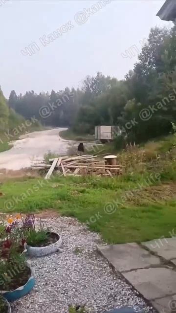 Медведи выходят к людям и нападают на домашних собак в Мотыгинском районе.

Косолапые разгуливают по