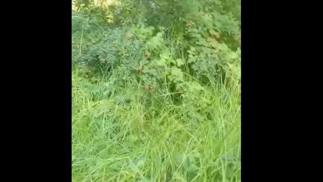 Закат у Бахчисарайского водохранилища: ягоды, дочки, лето!