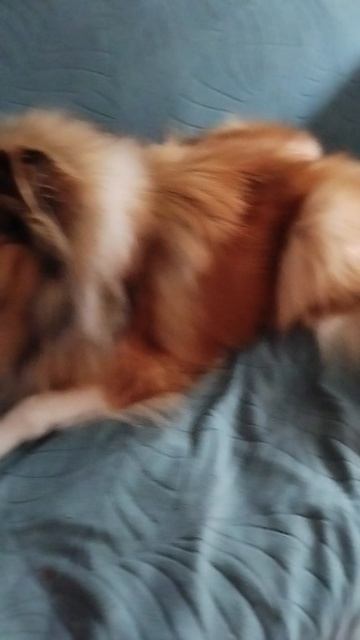 🐶🐶🐶🐶🐶🐶🐶🐶🐶🥳 история моей собак