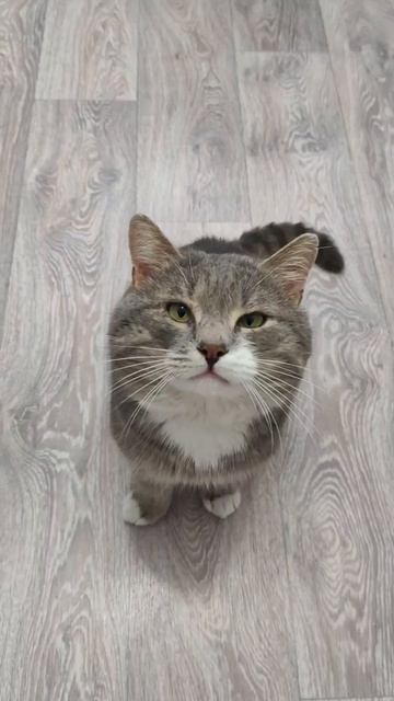 Да-да, я так и сделаю.#Котбарси #Юмор #Тренд