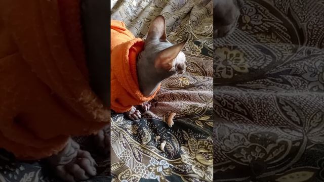 💖Любимые мои девочки🤗,🐕Варвара Фёдоровна и🐈⬛Рокси-Фартуна😋Кушаем вместе креветки 🍤