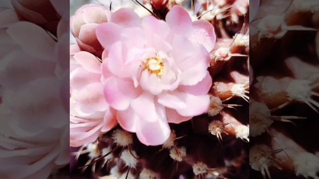 Гимнокалициум 🌵 бордовый, цветение 25💮 августа 2026