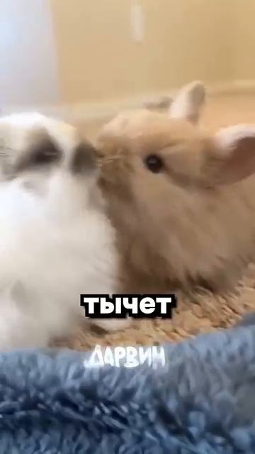 [Премия Дарвина] - С саньком не то что вы подумали