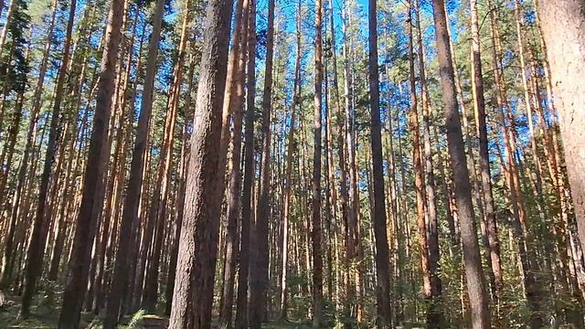 25-08-26г #прогулка #грибы на жарёху #сосны до неба #еда на природе #