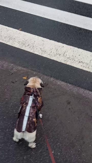 прогулка с мопсом