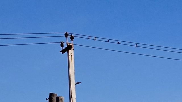 VID_20260820_092903.mp4