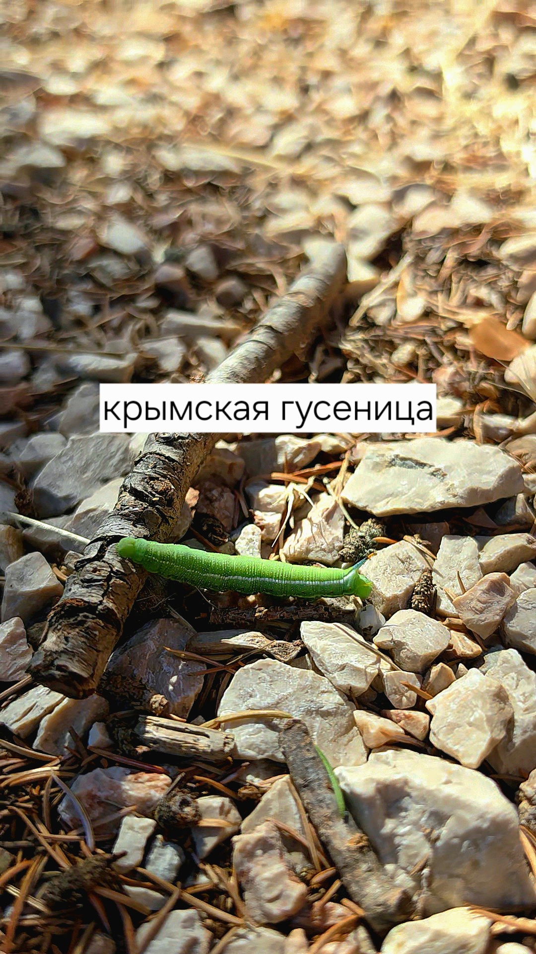 Крымская гусеница в горах 24.08.2026