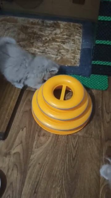 VID_20260825_182728.mp4