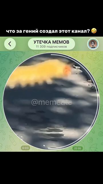 Тгк memeute мемы прикол кружок мем приколы юмор смешно