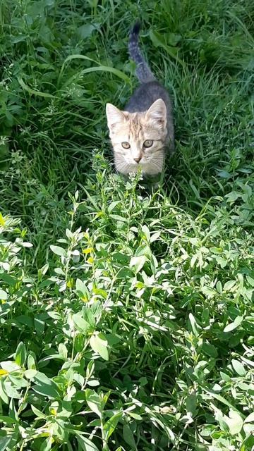 Коты в деревне 3-игра