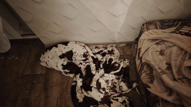 Покинутое кошачье гнездо. Пустой кокон сфинкса.