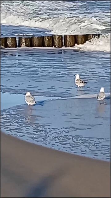 Птицы крачки и чайки на Балтийском море в городе Зеленоградск Калининградской области 24.08.2026 год