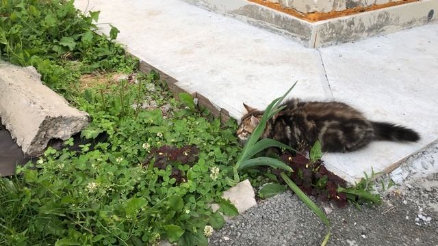 Сибирские котята от питомника Fulfilled Desire