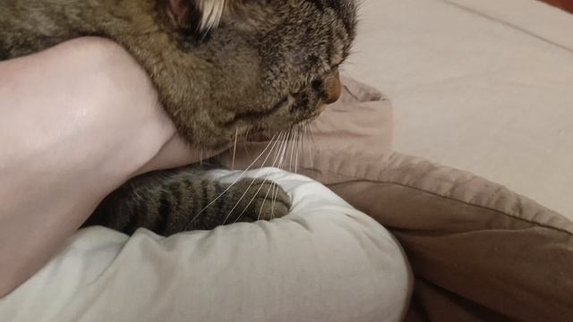наш котик 😻 сегодня зайчик 🐇