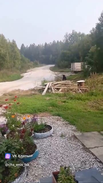 Медведь смело шёл к дому, собаки преградили дорогу. Медведь схватил собаку, на крик не реагировал