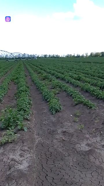 Обработка картофеля. Антистрессовый продукт Абиофол. Аминокислоты