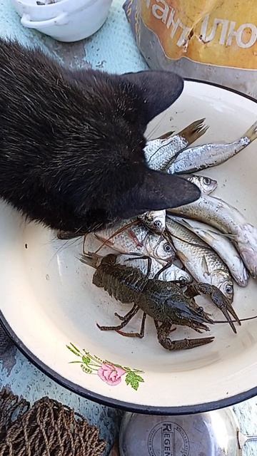 Джек черныши и рыбалка 🐶🐱😅
