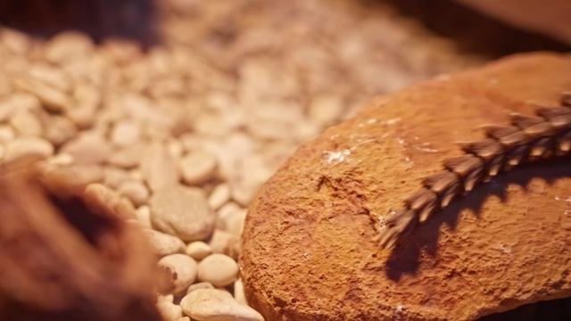 Конфискованных на границе с РФ редких ящериц приютили в Московском зоопарке