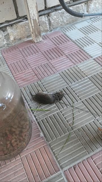 Смертельный ужин от кота