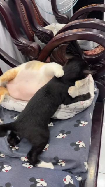 весёлые коты