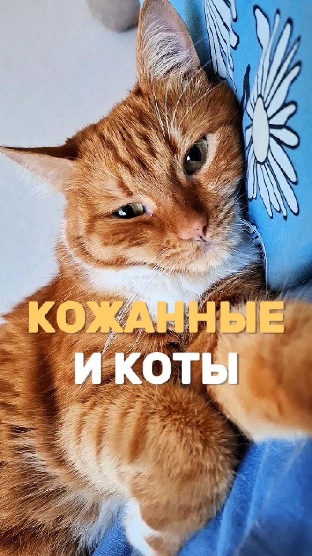 Кожанные и коты