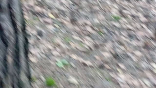 белка яблоки не ест
