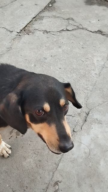 Чип и чеснок
