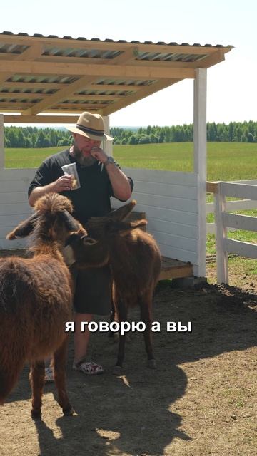 Любители животных могут попасть в ЭТУ ловушку. Почему вместо одного ослика у меня теперь два?