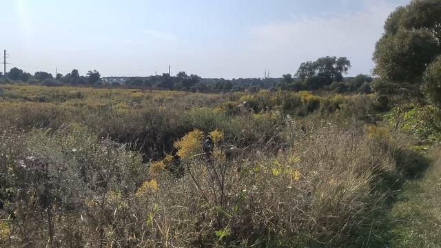 Поле за городом