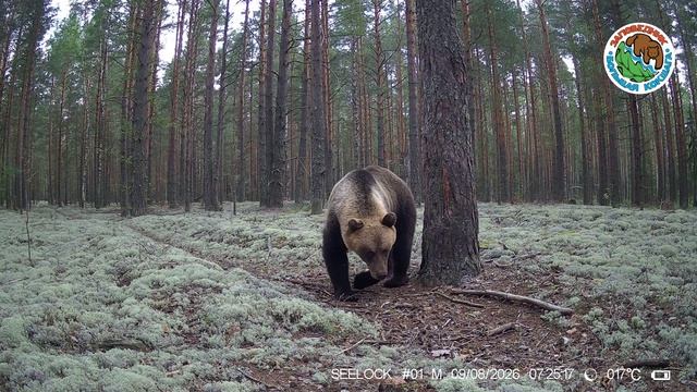 09.08.2026.Медведь.Заповедник Большая Кокшага.Косолапый в утреннее время идет по сосновому лесу