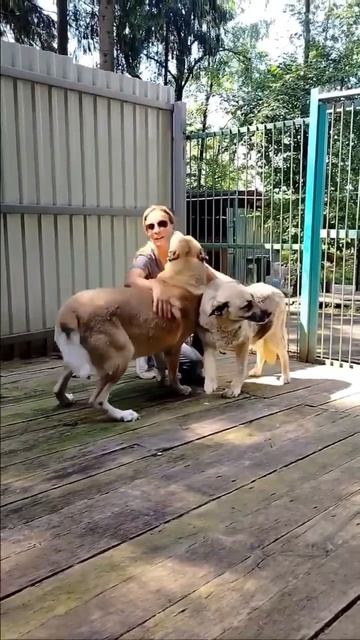 Благородный медвежонок САО Ямал 🍀🔎7⃣Ю🏠❗Пост в описании 🎥 #dog #алабай  #собака #любовь #сао