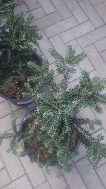 ❤🌲Пихта Фразера Роулз
✔Продажа растений в макс и телеграм канале: Https://t.me/love_is_hvoiny_dvorik