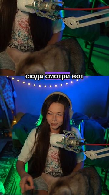 #кот #котик #котстример
